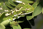 jewelled gecko ID 102798 copy.jpg
